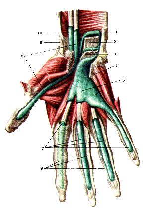  
  Рис. 141. Синовиальные влагалища сухожилий мышц кисти
  (vaginae synoviales tendinum), ладонная сторона. I-сухожилиие мышцы-локтевого 
  сгибателя запястья; 2-сухожи-лия мышцы-глубокого сгибателя пальцев; 3-сухожилия 
  мышцы—поверхностного сгибателя пальцев; 4-удерживатель сухожилий мышц сгибателей 
  (поперечная связка запястья); 5-обшее синовиальное влагалище сухожилий мышц-сгибателей; 
  6-фиб-розное влагалища сухожилий пальцев кисти; 7-синовиальные плагалища сухожилий 
  мышц сгибателей пальцев кисти; Х-сшю-виальное влагалище сухожилия мышцы—длинного 
  сгибателя большого пальца кисти; 9-сухожилие длинной мышцы, отводящей большой 
  палец кисти; 10-синовиальное влагалище мышцы—лучевого сгибателя запястья.
  Fig. 141. Синовиальные влагалища сухожилий кисти. Ладонная
  сторона.
  1-tendo musculi flexoris саф1 ulnaris; 2-tendines musculi flexoris dig-ilorum 
  profundi; 3-tendo musculi llexoris digitorum superllcialis; 4-retinaculum musculorum 
  flexorium; 5-vagina synovialis communis tendinium musculorum flexorum; 6-vaginae 
  fibrosae digitorum manus; 7-vaginac synoviales digitorum manus; 8-vagina tendinis 
  musculi flexoris pollicis longi; 9-tendo m. abductoris pollicis longi; 10-vagina 
  tendinis musculi (lexoris саф1 radialis.
  Fig. 141. Tendon sheaths of palm of hand.
  1-tendon of flexor саф1 ulnaris; 2-tendons of flexor digitorum profun-dus; 3-tendons 
  of flexor digitorum superficialis; 4-flexor retinaculum; 5-common flexor sheath; 
  6-fibrous sheaths of digits of hand; 7-synovial sheaths of digits of hand; 8-tendinous 
  sheath of flexor pollicis longus; 9-tendon of abductor pollicis longus; 10-tendon 
  sheath of flexor саф( radialis.
